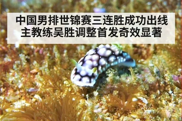 中国男排世锦赛三连胜成功出线 主教练吴胜调整首发奇效显著
